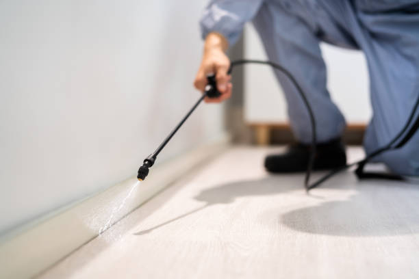 Licensed Wasp Removal service in Crescent City, FL - Show Me Pest Control